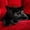 Black, variant on Sleek Black Panther Crimson Velvet Plush Sofa Framed Canvas Print,Luxe Gothic tiger Illustration for Powder Washroom Ready to Hang-12"L x 8"W