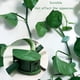 thumbnail image 3 of Bewildely Clips de fijación para pared de plantas, 10 Uds., soporte Invisible autoadhesivo, enredaderas trepadoras, broches de fijación en Decoración del hogar, 3 of 6