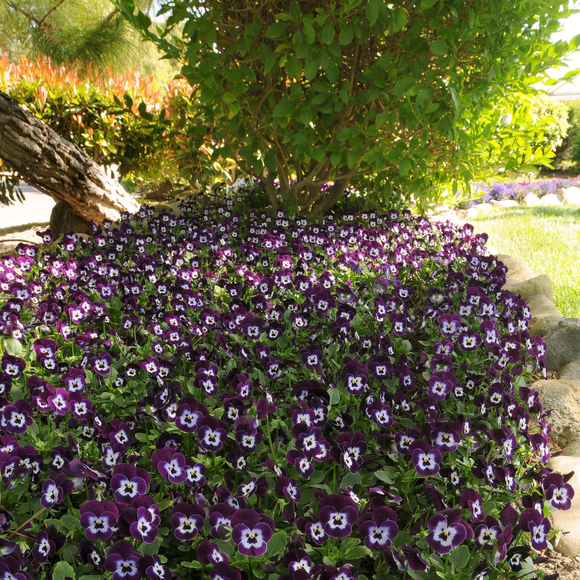 National Plant Network 4 in. Viola Sorbet XP Purple Face (8-Pack)
