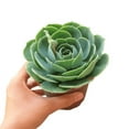 thumbnail image 4 of Echeveria Imbricata Blue Rose (4"+ Clay Pot) - Tiny, Lovely, Easy to Care Rosette Succulents - Live Healthy Succulents, 4 of 5