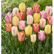 Pastel MixTulip Bulbs for Planting (10 Bulbs)