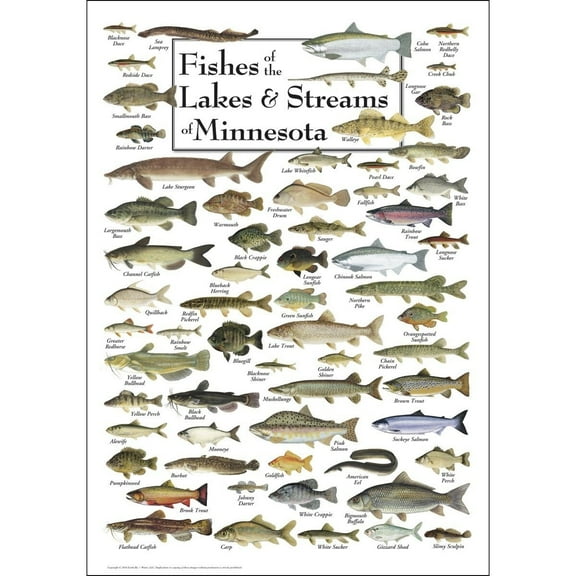 Fishes of the Lakes & Streams of Minnesota - Poster Student Animal Poster Birthday Gift Children's Room Poster Bedroom Decor Office Decor Gifts