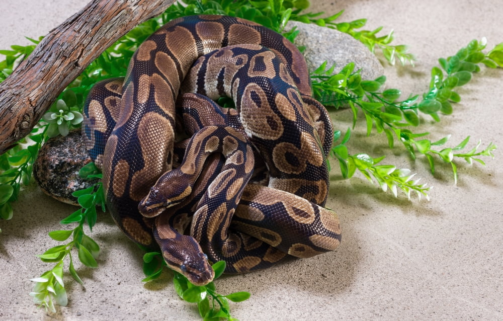 Two Ball pythons (Python bivittatus) in zoo Poster Print by Panoramic ...