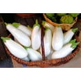 thumbnail image 5 of TomorrowSeeds - Casper White Eggplant Seeds - 200+ Count - For 2026 Planting White Aubergine Brinjal, 5 of 9