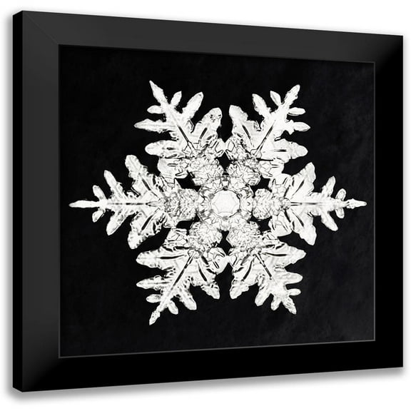 Bentley, Wilson 12x12 Black Modern Framed Museum Art Print Titled - Snowflake 990