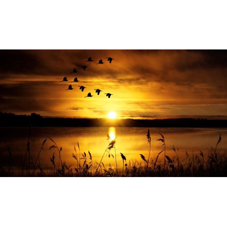 Bird Large Poster - LAMINATED POSTER Slihouette Abendstimmung Birds Lake Sky Sunset Poster Print 24 x 36