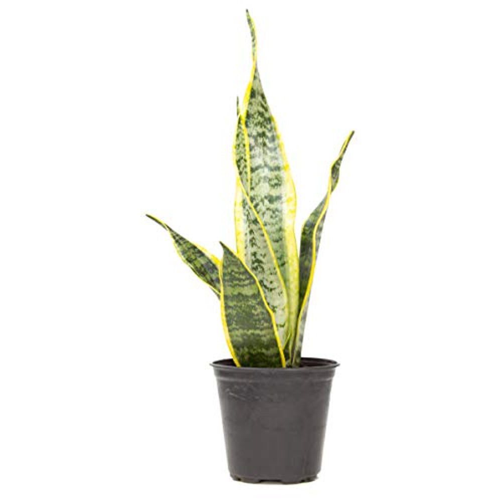 Live Snake Plant, Sansevieria trifasciata Laurentii, Fully