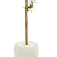 thumbnail image 4 of Nearly Natural 9229 5 in. Olive Topiary Artificial Tree in White Planter, 4 of 4