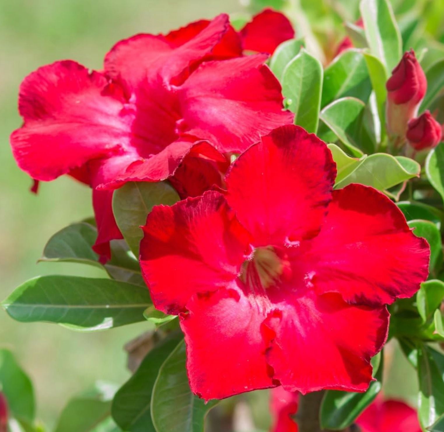 Red Desert Rose Live Plant, Adenium Succulent Starter for Indoor Outdoor Growing, 4–6 Inch Tall