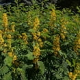 thumbnail image 3 of Wild Senna Seeds - Senna Hebecarpa - 200 Seeds, 3 of 3