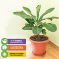 thumbnail image 5 of (2-Pack) Dwarf Cavendish Banana Plant Live Tree - Musa by Wellspring Gardens – Starter Plant for Indoor and Outdoor Ambiance - Compact Size, 5 of 6
