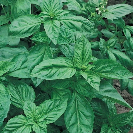 Genovese Basil Microgreens Seeds - 1 Oz - Non-GMO Bulk Seed for Growing Micro Herbs, Indoor Gardening, Herb Garden, Micro