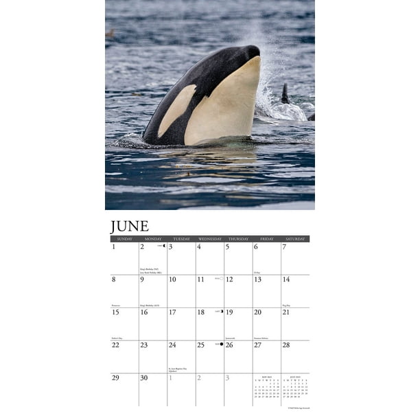 選ぶなら (Journey Orca with Calendar Wall 12 X 12 2025 The) 手帳・カレンダー