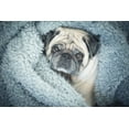 thumbnail image 4 of Plush Sherpa Throw Blanket Warm Microfiber Large 60 x 80 Washable TV Watching, 4 of 17