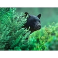 thumbnail image 2 of Fitzharris, Tim 18x15 Gold Ornate Wood Framed with Double Matting Museum Art Print Titled - Black bear in underbrush, 2 of 4