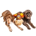 thumbnail image 4 of Juguete para perros Midlee Gnome de Acción de Gracias con bola oculta de peluche 10 cm, 4 of 7