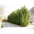 thumbnail image 6 of Spartan Juniper  1 Large Gallon Size Tree  Juniperus Chinensis  Live Evergreen Privacy Screening Plant, 6 of 7