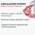 thumbnail image 5 of Bricker Labs OptiFlow Blood Flow and Circulation Supplement FruitFlow and ResVida 60 Capsules, 5 of 8