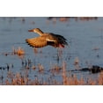 thumbnail image 2 of Jones, Adam 14x11 White Modern Wood Framed Museum Art Print Titled - Female Northern shoveler flying Bosque del Apache National Wildlife Refuge-New Mexico, 2 of 4