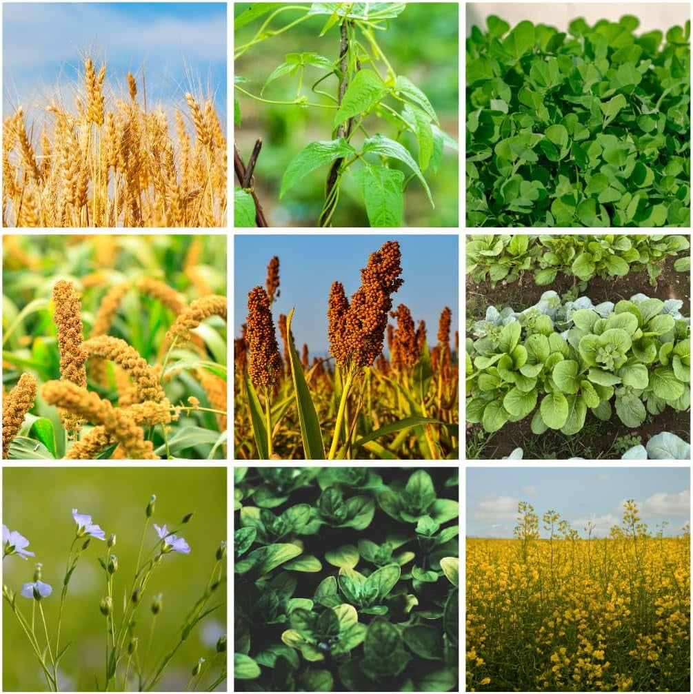 9 Seed No-Till Cover Crop Mix - Non-GMO Seeds - Boosts Soil Health - 5 lb Blend with Oats, Cowpeas, Lentils, Millet, Radish, Flax, Turnips, Mustard & Fenugreek (5 Pounds)
