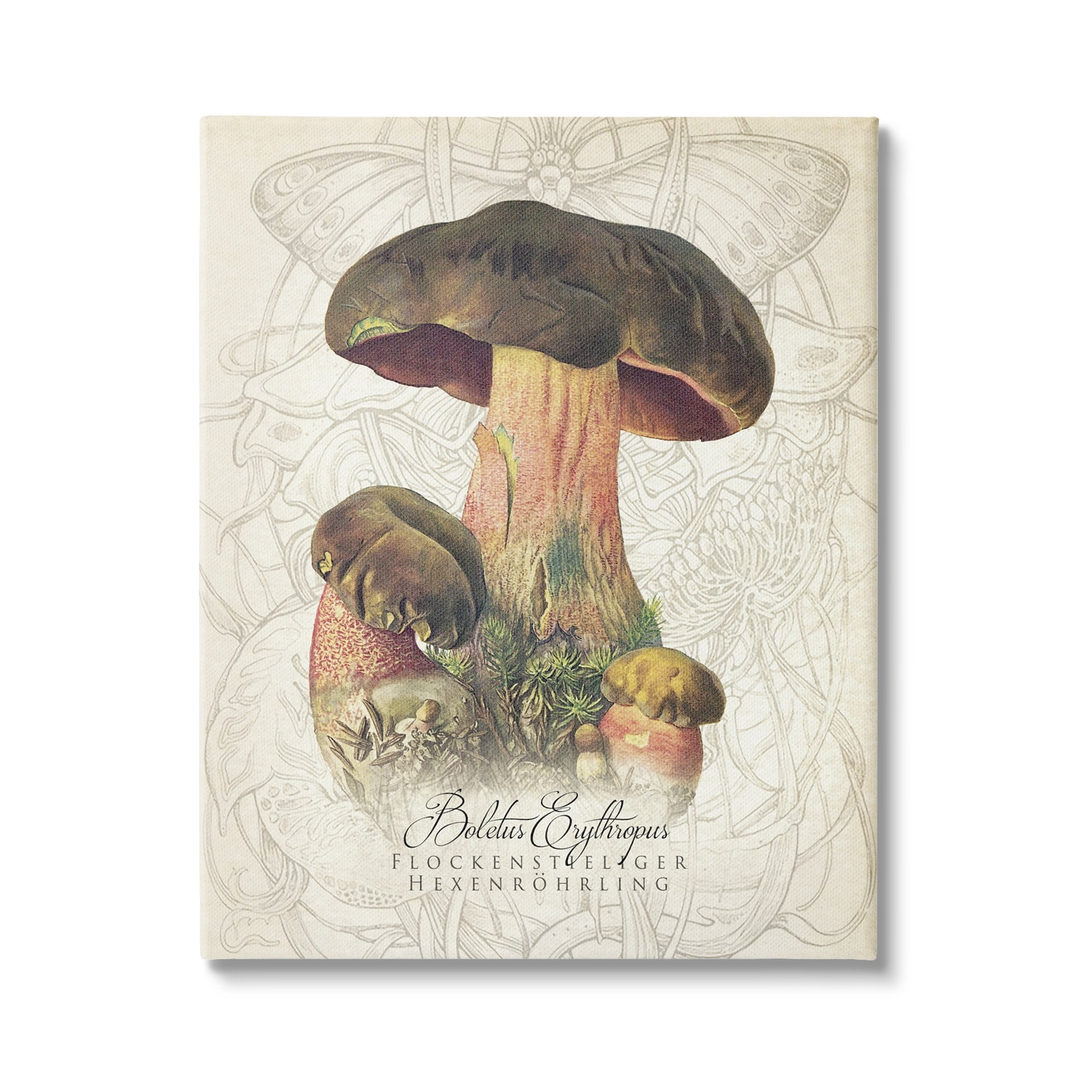Stupell Industries Vintage German Nature Mushroom Botanical & Floral Painting Gallery Wrapped Canvas Print Wall Art