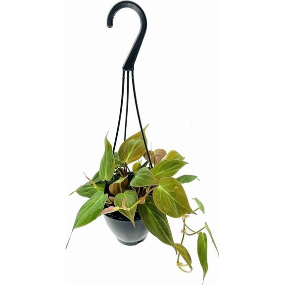 Philodendron Micans Hanging Basket - Live Plant in a 4 Inch Hanging Pot - Philodendron 'Micans' - Florist Quality Indoor Air Purifying Houseplant from Florida