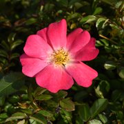 Perfect Plants Pink Drift® Rose 3 Gallon
