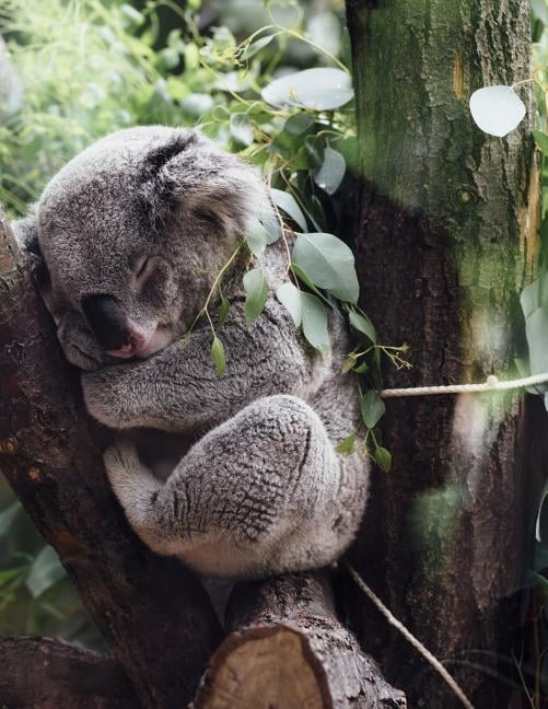 Resting The Koala Is an Arboreal Herbivorous Marsupial Native to