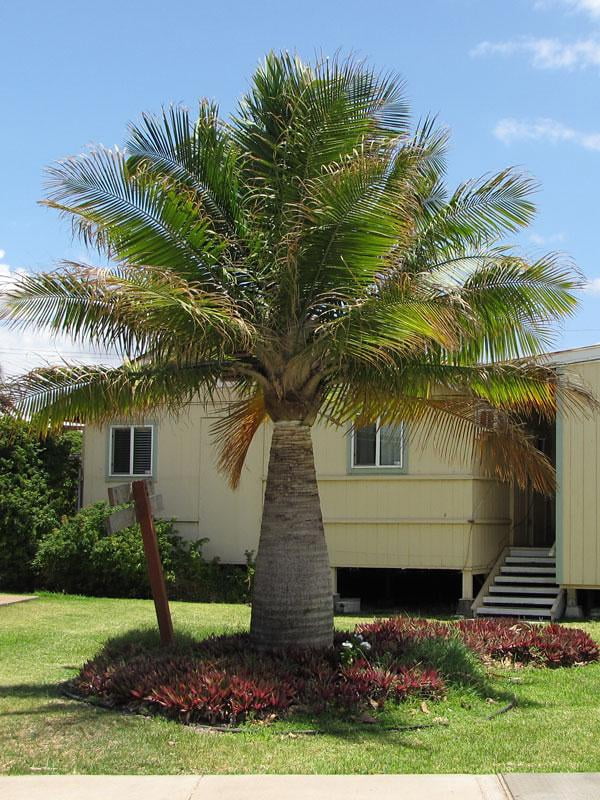 Majesty Palm-Ravenea rivularis-Indoor Tropical Plant for Home  12" Pot
