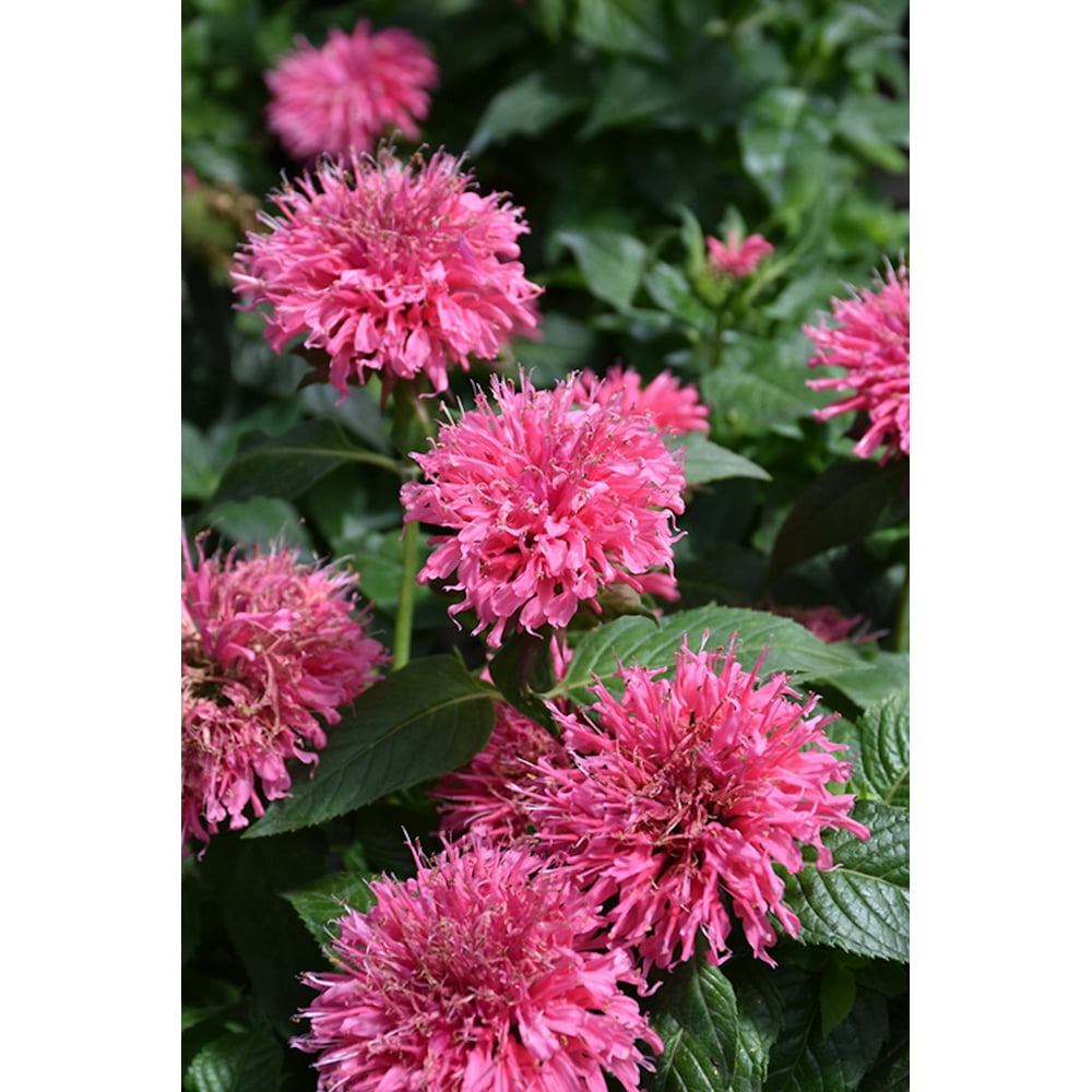 Sugar Buzz® Bubble Gum Blast Bee Balm - Monarda - Pink - Quart Pot