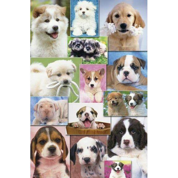 Keith Kimberlin - Puppies Grid Wall Poster, 22.375" x 34"