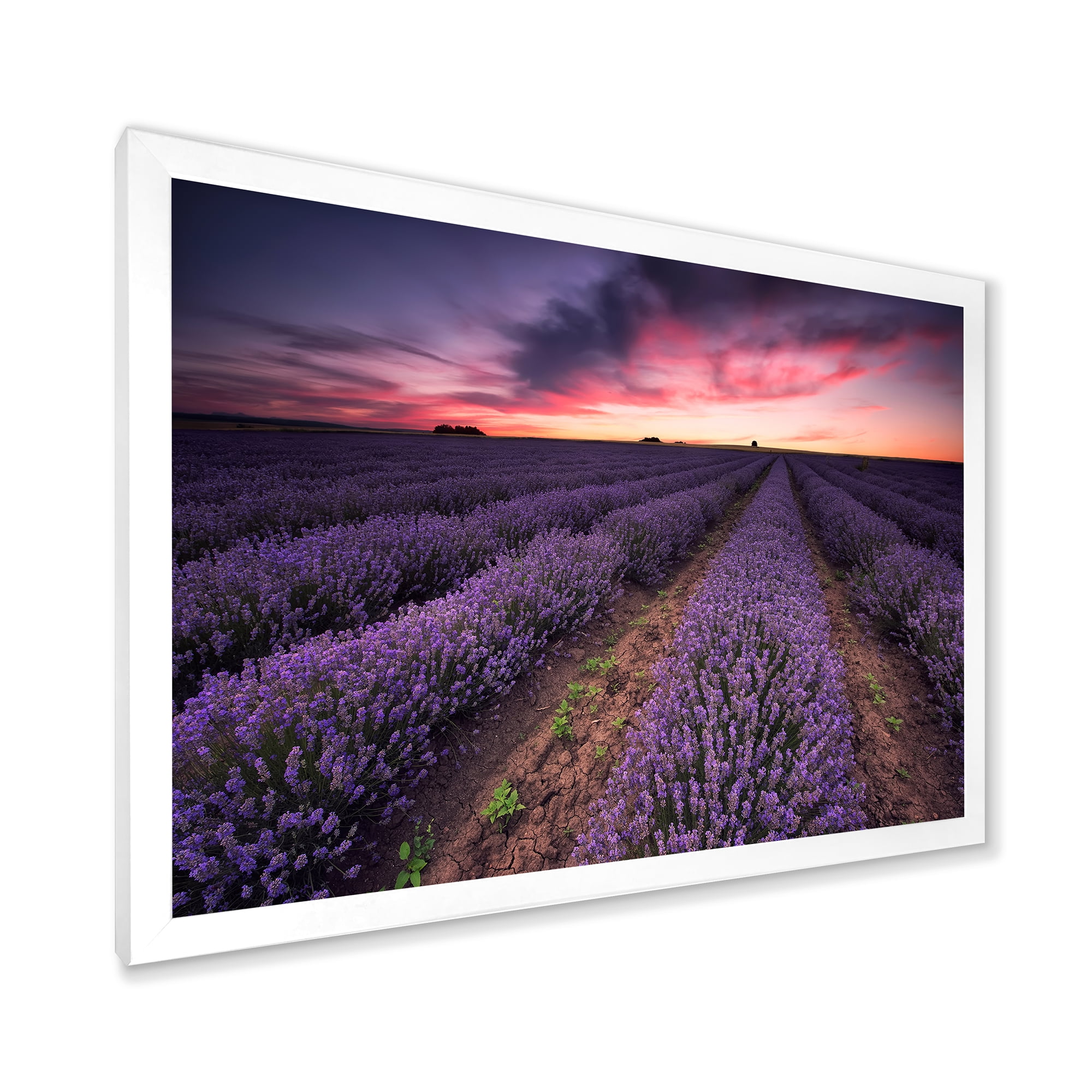 Designart 'Dramatic Clouds and Sunrise Over Lavender Field IX' Farmhouse Framed Art Print