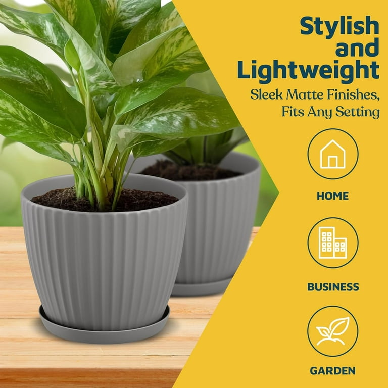 gardenia indoor plant Crispy Wave Fern, Asplenium nidus 'Crispy Wave,' Live Indoor Air Purifying Plant, Low Light Houseplant, Office Plant, 2.5-in Pot(s)