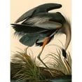 thumbnail image 3 of John James, Audubon 15x18 Black Modern Framed Museum Art Print Titled - Great Blue Heron, 3 of 5