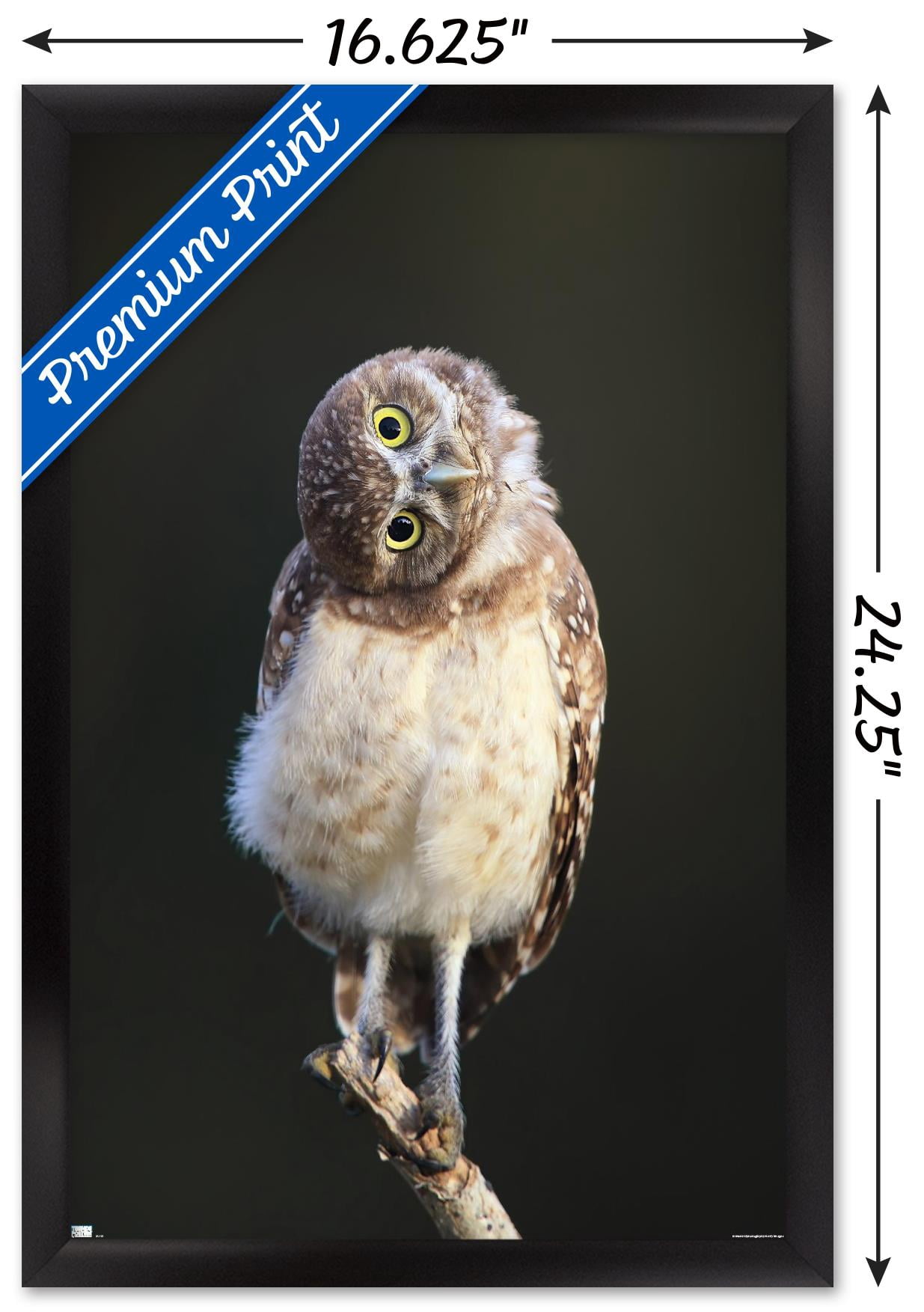 Curious Burrowing Owlet Wall Poster, 14.725" x 22.375" Framed