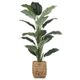 thumbnail image 1 of Bouclair Artificial Rohdea Tree, 1 of 1