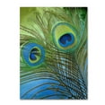thumbnail image 2 of Trademark Fine Art "Peacock Candy I" Canvas Art by Color Bakery, 2 of 4