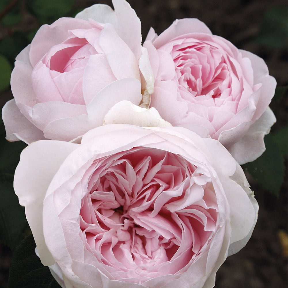Heirloom Roses Rose Bush - The Parfuma® Earth Angel Floribunda Plant , Live Fragrant Plants For Outdoors , Pink Own Root Bushes For Planting , One Gallon Potted Outdoor Flowers