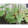 thumbnail image 3 of 100 Red Malabar spinach Seeds [Guyanese thick leaf callaloo] fast-growing vine, 3 of 5