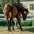 thumbnail image 3 of 2 Pcs Horse Cattle Scratchers, Horse Scratching Post,Super Soft Massage Brush Kit for Equine ,Scratching Itch Relief Pad, 3 of 7