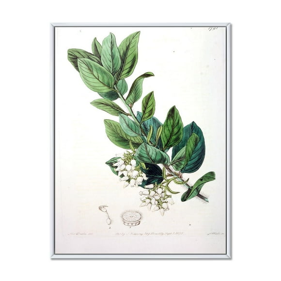 Designart Vintage Botanicals XX FLOAT FRAME WALL ART
