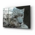 thumbnail image 2 of Epic Art 'Snow Leopard Closeup' by Enright, Acrylic Glass Wall Art, 16"x12", 2 of 8