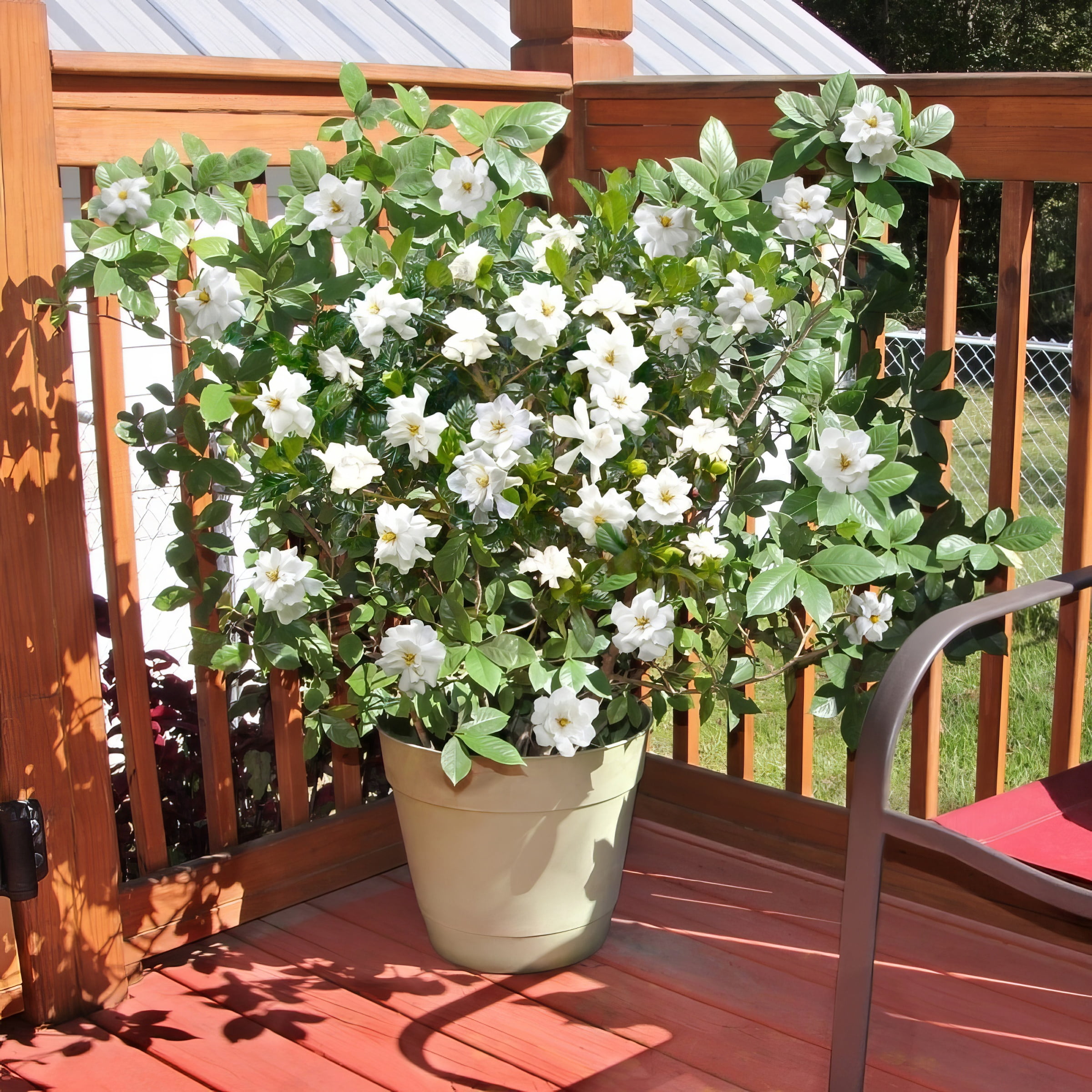 1 gal Gardenia 'Buttons'Live Shrub with Full Sunlight