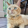 thumbnail image 5 of elasta cat reflective safety stretch collar, 5 of 6