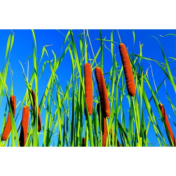 Cattail Seeds for Planting - 2,000  Seeds - Attractive Aquatic Plant