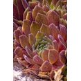 thumbnail image 2 of Jaynes Gallery 11x14 White Modern Wood Framed Museum Art Print Titled - USA-Colorado-Fort Collins Succulent plant close-up, 2 of 4