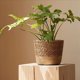 thumbnail image 5 of 3X Maceta de Flores Tejida de Paja, Cesta de Mimbre, Cesta de Almacenamiento de Maceta de Ratán, Cesta de Macetero Tejida Hecha una Mano M, 5 of 5