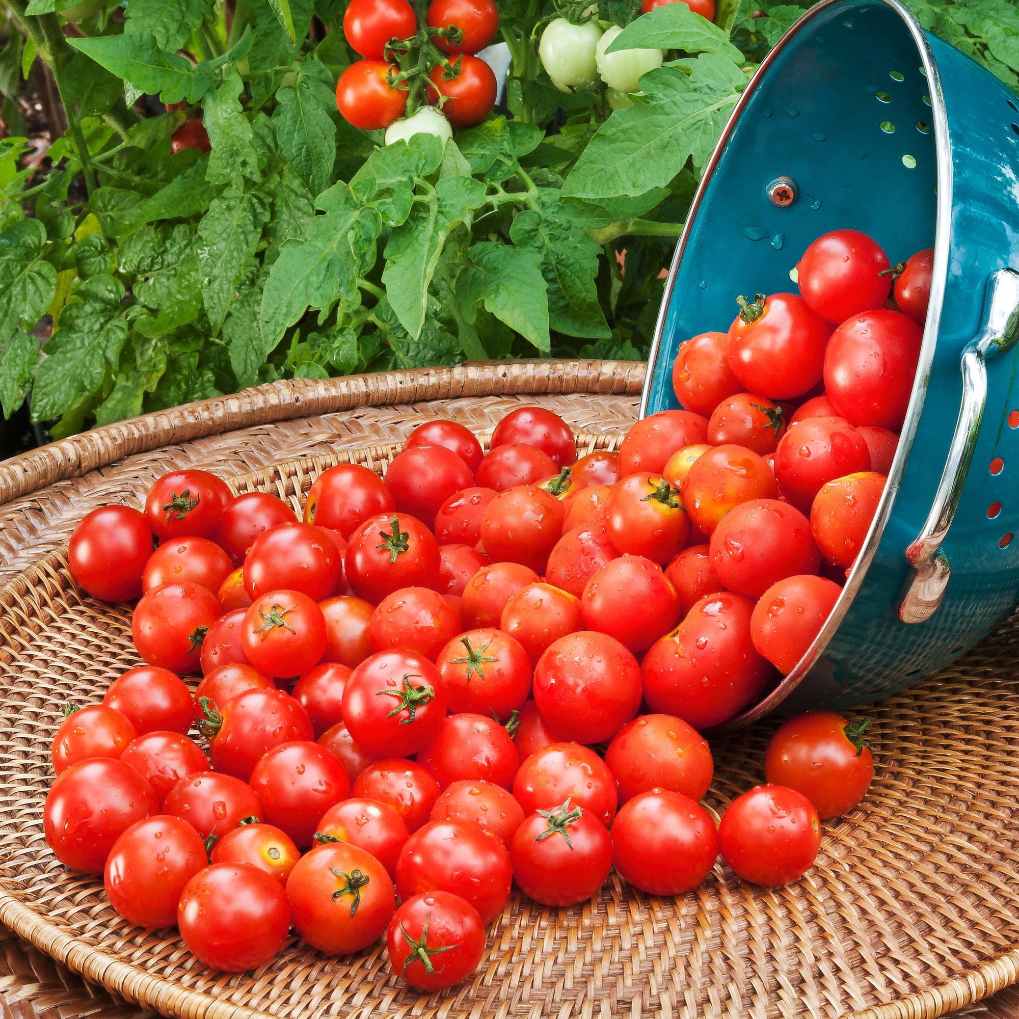 Bonnie Plants Husky Cherry Tomato