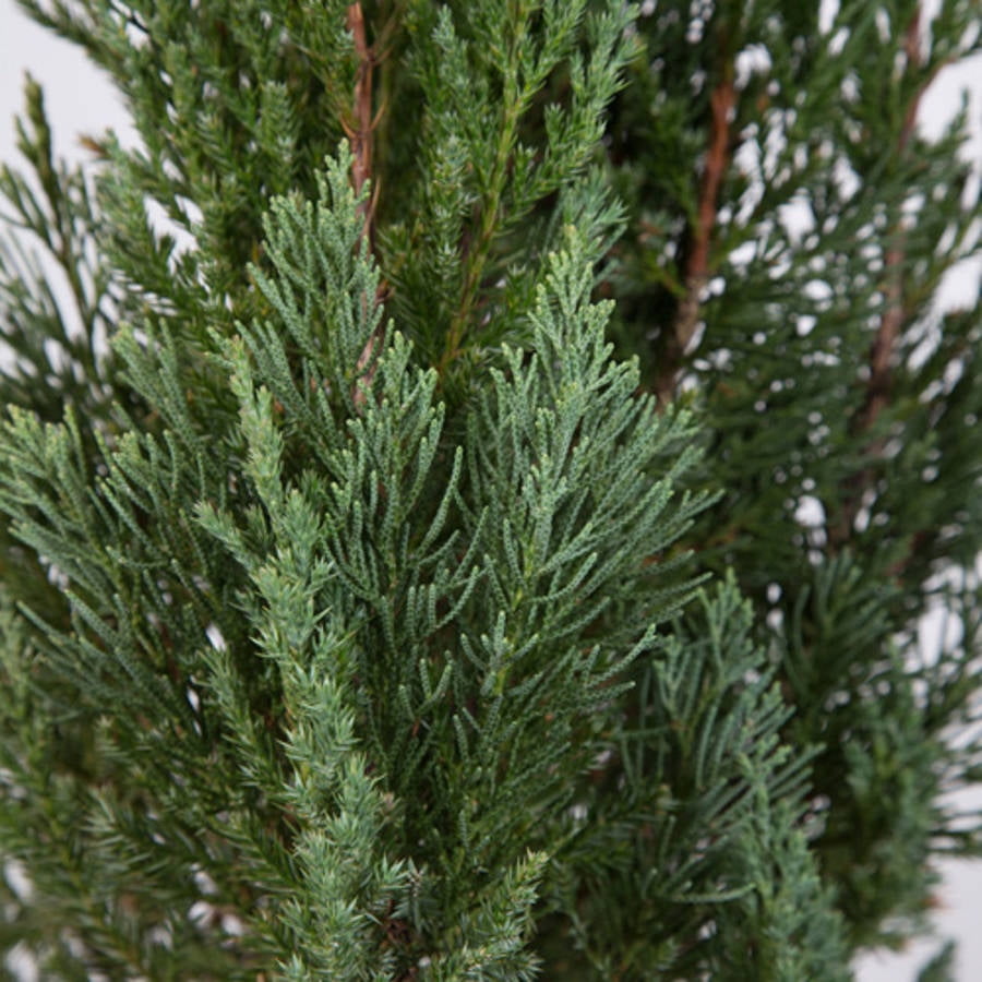 blue point juniper tree