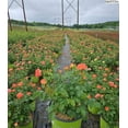 thumbnail image 3 of Orange Glow™ Knock Out® Rose, 3 of 3